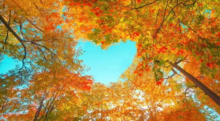 herbstwaldhimmel shutterstock sunok